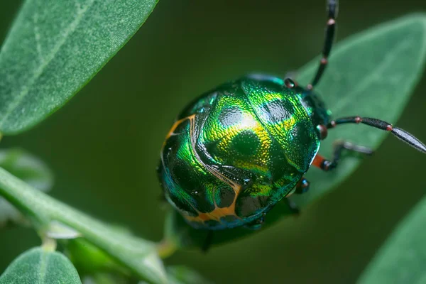 Closeup Colorful Metallic Jewel Bug Nymph — Stock Photo, Image