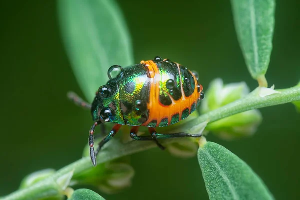 Gros Plan Nymphe Colorée Bijou Métallique Bug — Photo