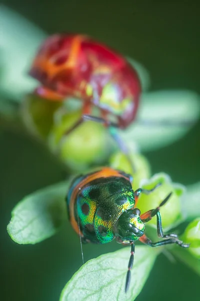 カラフルな金属の宝石の虫ニンフのクローズアップ — ストック写真