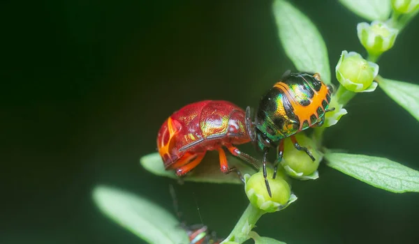 Close Van Kleurrijke Metallic Juweel Bug Nimf — Stockfoto