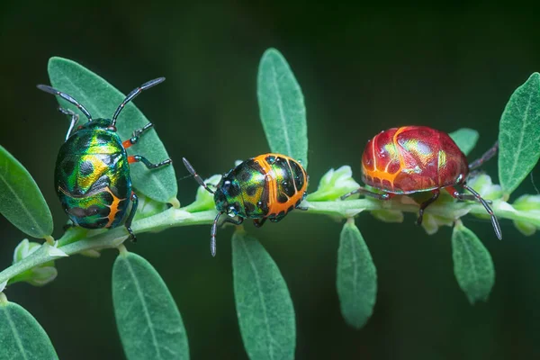 Zbliżenie Kolorowe Metaliczny Klejnot Nimfa Bug — Zdjęcie stockowe