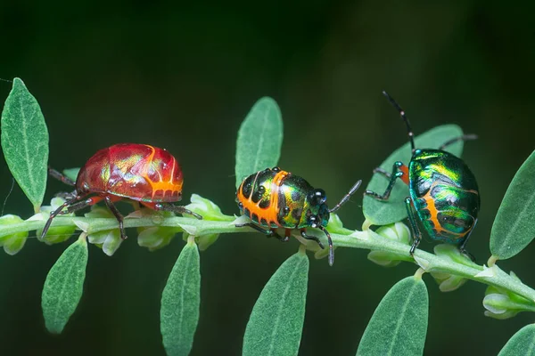 Primer Plano Ninfa Colorida Joya Metálica Insecto —  Fotos de Stock