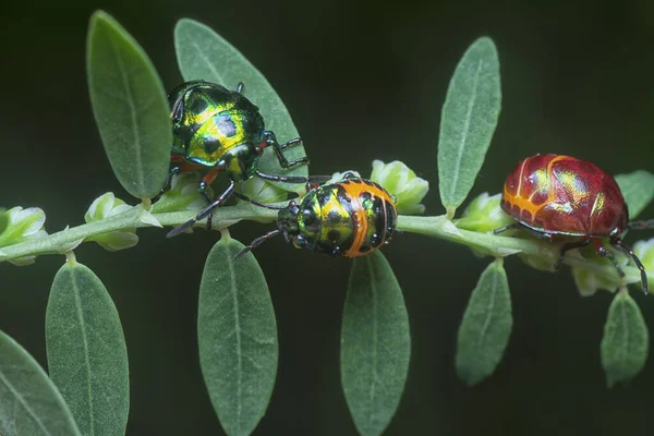 Closeup Colorful Metallic Jewel Bug Nymph — Stock Photo, Image