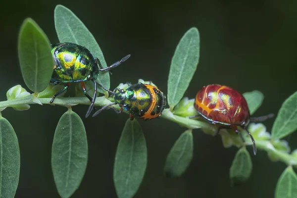 Primer Plano Ninfa Colorida Joya Metálica Insecto — Foto de Stock