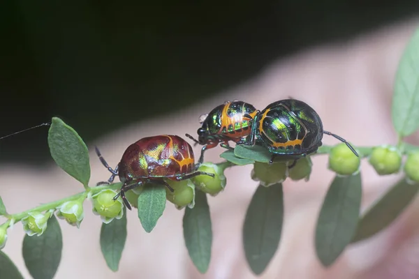 Close Van Kleurrijke Metallic Juweel Bug Nimf — Stockfoto