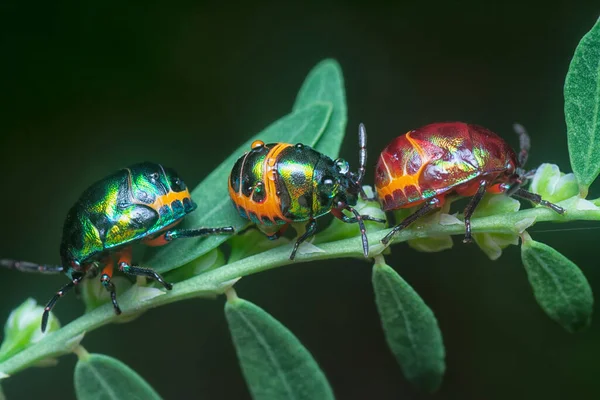 Zbliżenie Kolorowe Metaliczny Klejnot Nimfa Bug — Zdjęcie stockowe