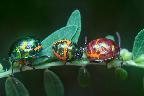 Nahaufnahme Der Bunten Metallischen Juwelenkäfer Nymphe — Stockfoto