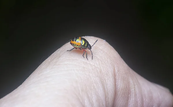 Closeup Dari Warna Warni Permata Bug Nymph — Stok Foto