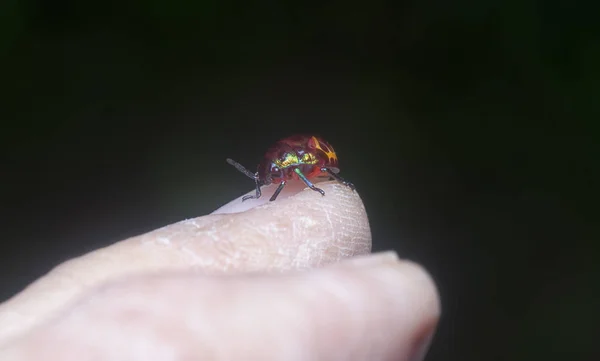 Gros Plan Nymphe Colorée Bijou Métallique Bug — Photo