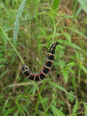Theretra Oldenlandiae Şahin Güvesi tırtılının görüntüsü.
