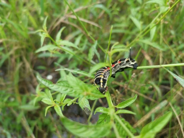 Theretra Oldenlandiae Hawkmoth Hernyó Képe — Stock Fotó