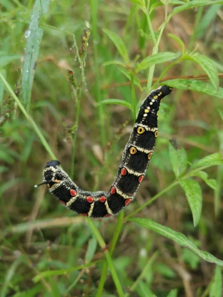 Εικόνα Της Theretra Oldenlandiae Hawkmoth Κάμπια — Φωτογραφία Αρχείου