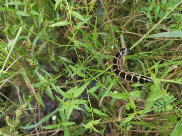 Image Theretra Oldenlandiae Hawkmoth Caterpillar — Stock Photo, Image