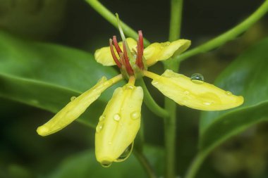 Tırmanış tristellateia australasiae çiçeğinin yakın çekimi 