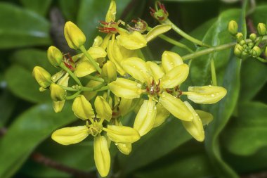 Tırmanış tristellateia australasiae çiçeğinin yakın çekimi 