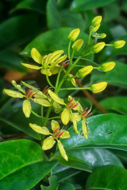 Tırmanış tristellateia australasiae çiçeğinin yakın çekimi 