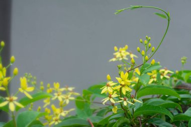 Tırmanış tristellateia australasiae çiçeğinin yakın çekimi 