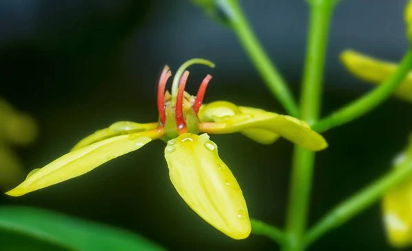 Tiro Cerca Escalada Tristellateia Australasiae Flor — Foto de Stock