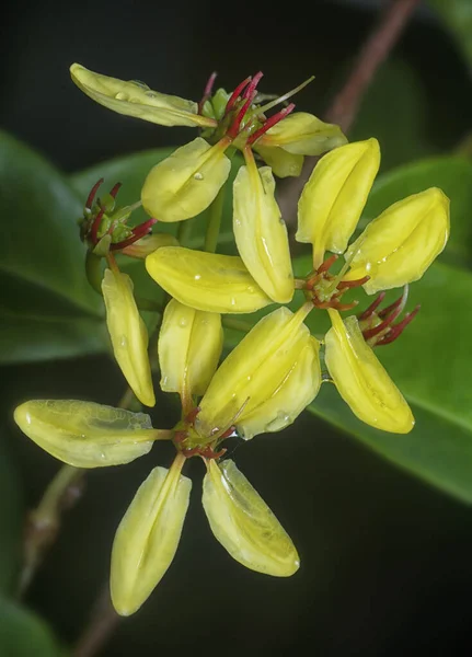 Tiro Cerca Escalada Tristellateia Australasiae Flor — Foto de Stock