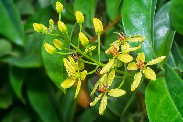 Tiro Cerca Escalada Tristellateia Australasiae Flor — Foto de Stock