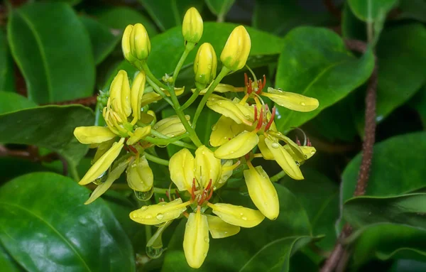 Tiro Cerca Escalada Tristellateia Australasiae Flor — Foto de Stock