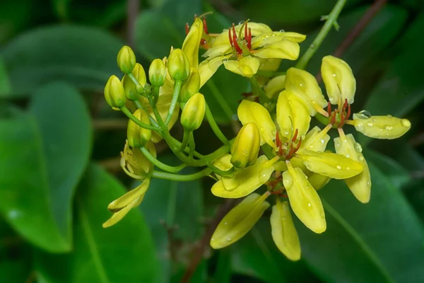 Tiro Cerca Escalada Tristellateia Australasiae Flor — Foto de Stock