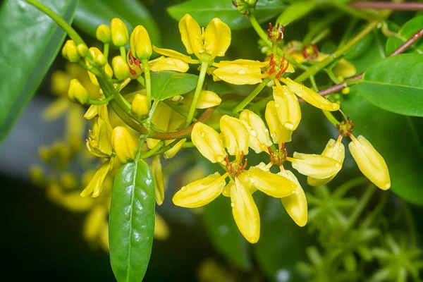 Tiro Cerca Escalada Tristellateia Australasiae Flor — Foto de Stock