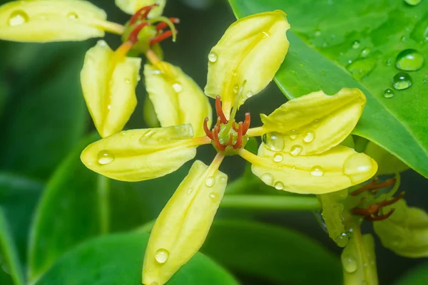 Tiro Cerca Escalada Tristellateia Australasiae Flor — Foto de Stock