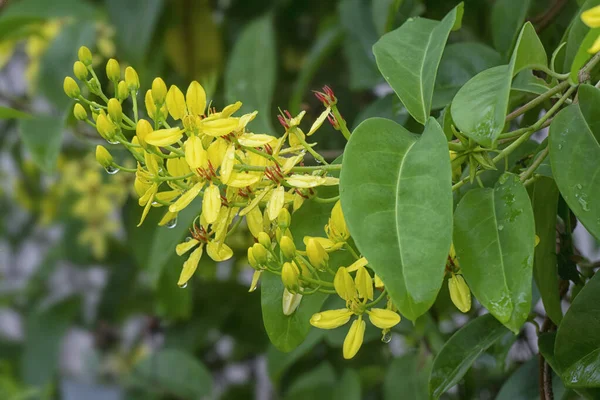 Tiro Cerca Escalada Tristellateia Australasiae Flor — Foto de Stock