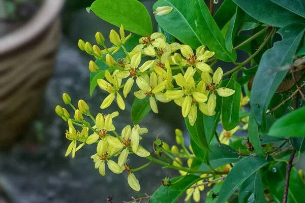 Tiro Cerca Escalada Tristellateia Australasiae Flor — Foto de Stock