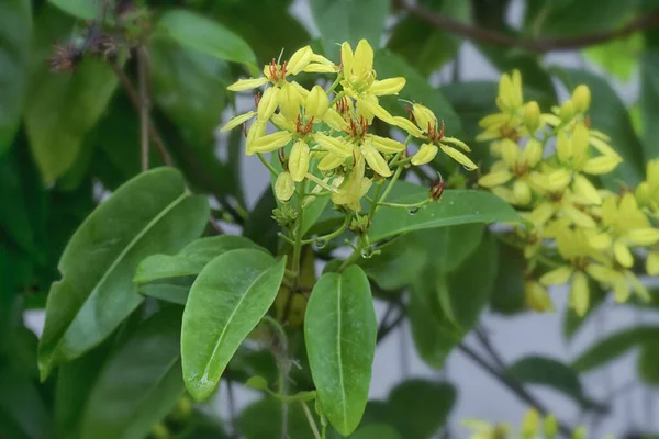 Tiro Cerca Escalada Tristellateia Australasiae Flor —  Fotos de Stock