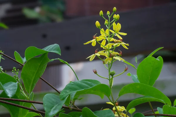 Tiro Cerca Escalada Tristellateia Australasiae Flor — Foto de Stock