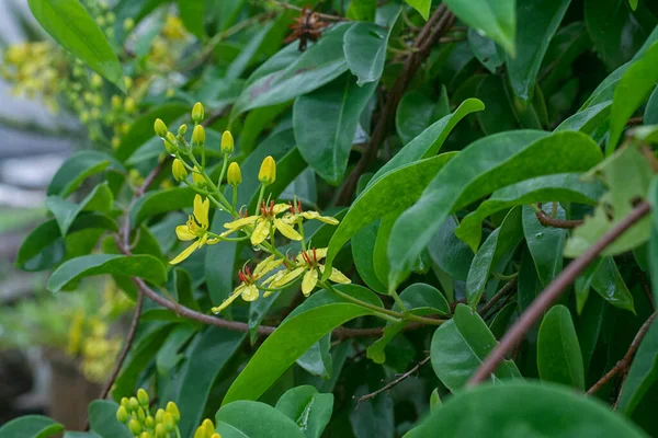 Close Shot Climbing Tristellateia Australasiae Flower — Stock Photo, Image