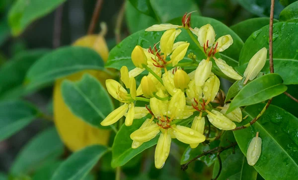 Tiro Cerca Escalada Tristellateia Australasiae Flor — Foto de Stock