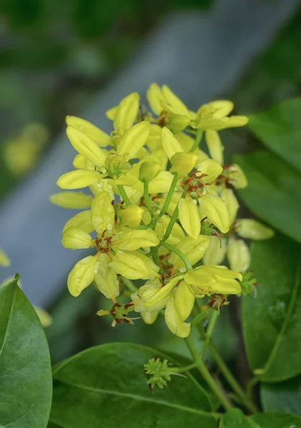 Tiro Cerca Escalada Tristellateia Australasiae Flor — Foto de Stock