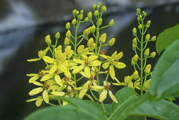 Tiro Cerca Escalada Tristellateia Australasiae Flor — Foto de Stock