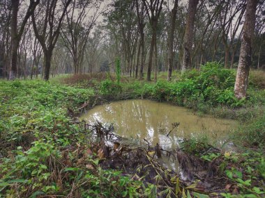 Lastik tarlasının ortasında bir gölet..
