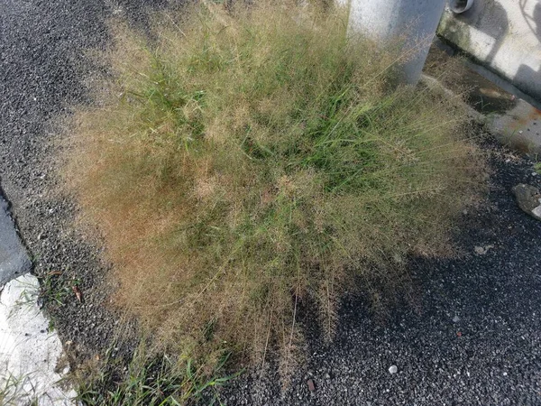 通りのそばには野生の小さなエルゴノミズムのシリアネンシスの草が群生し — ストック写真