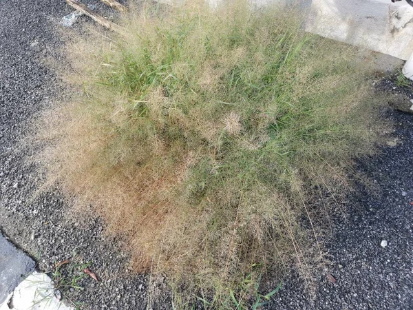 Trauben Von Wilden Winzigen Eragrostis Cilianensis Gräsern Der Straße — Stockfoto