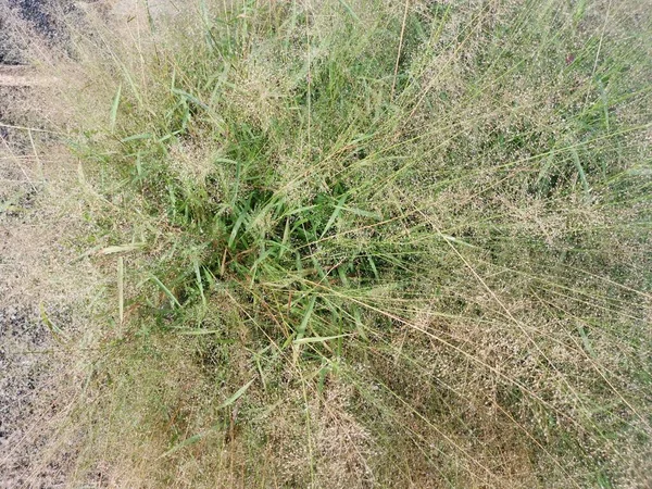 Trauben Von Wilden Winzigen Eragrostis Cilianensis Gräsern Der Straße — Stockfoto