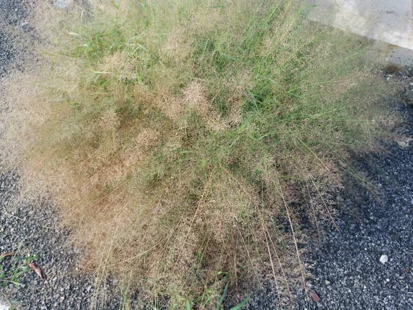 Racimo Hierba Eragrostis Cilianensis Minúscula Salvaje Por Calle —  Fotos de Stock