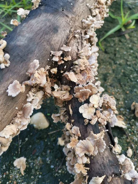 Champignon Commun Comestible Des Branchies Fendues Blanches — Photo