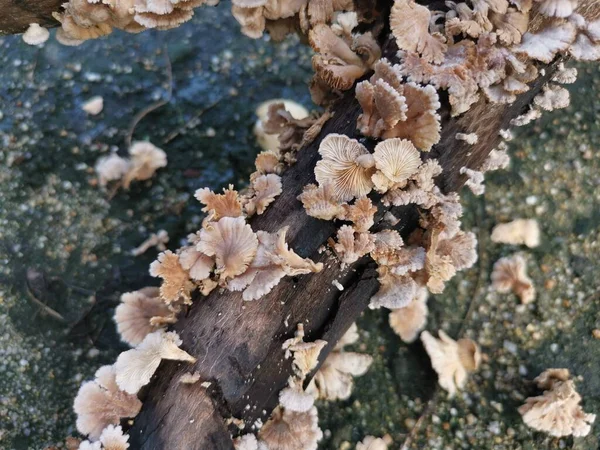 Edible Common White Split Gill Fungus — Stock Photo, Image
