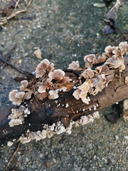 Edible Common White Split Gill Fungus — Stock Photo, Image