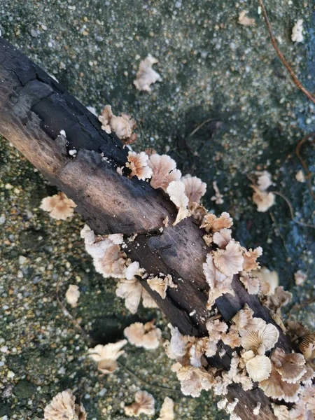 Yenilebilir Beyaz Solungaç Mantarı — Stok fotoğraf