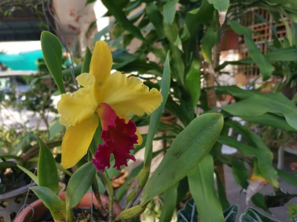 Sárga Vörös Nyelv Cattleya Bambusz Orchidea — Stock Fotó