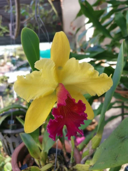 Giallo Con Lingua Rossa Cattleya Orchidea Bambù — Foto Stock