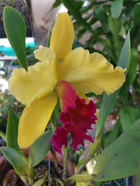 Amarelo Com Língua Vermelha Cattleya Orquídea Bambu — Fotografia de Stock