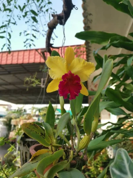 Jaune Avec Langue Rouge Cattleya Orchidée Bambou — Photo