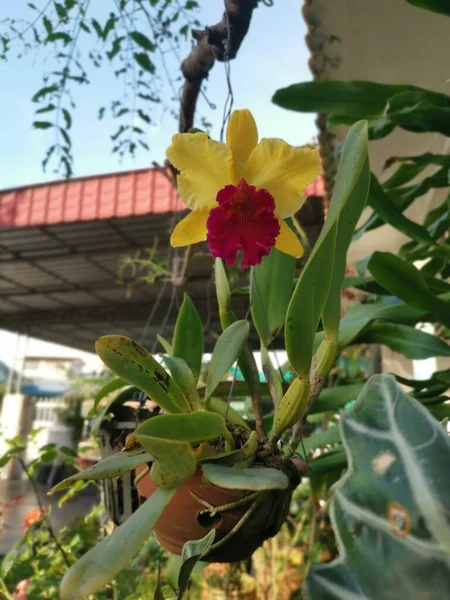 Жовтий Червоним Язиком Великої Рогатої Худоби Бамбукова Орхідея — стокове фото